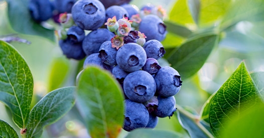 2021蓝莓收获季即将开启：BC蓝莓潜心生产优质产品